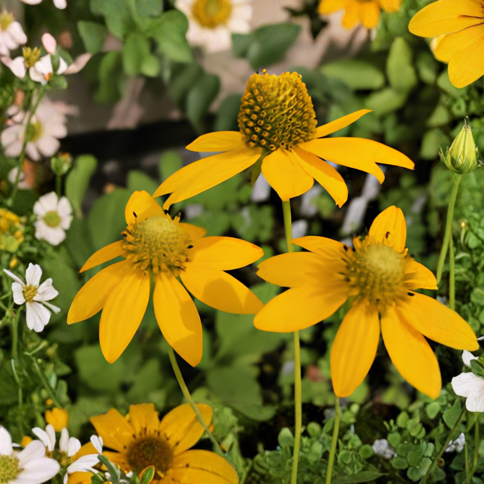 Cut-Leaf Coneflower Seeds | Rudbeckia laciniata | Wild Golden Glow Native Perennial Wildflower | 50 Seeds