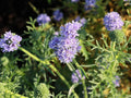 Globe Gilia Seeds – Wildflower Seed Pack for Pollinator Gardens, Cottage, Meadow & Natural Landscapes – Gilia capitata