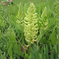 Canadian Milk Vetch Seeds | Native Wildflower | Pollinator-Friendly Perennial | Astragalus canadensis | 50 Seeds