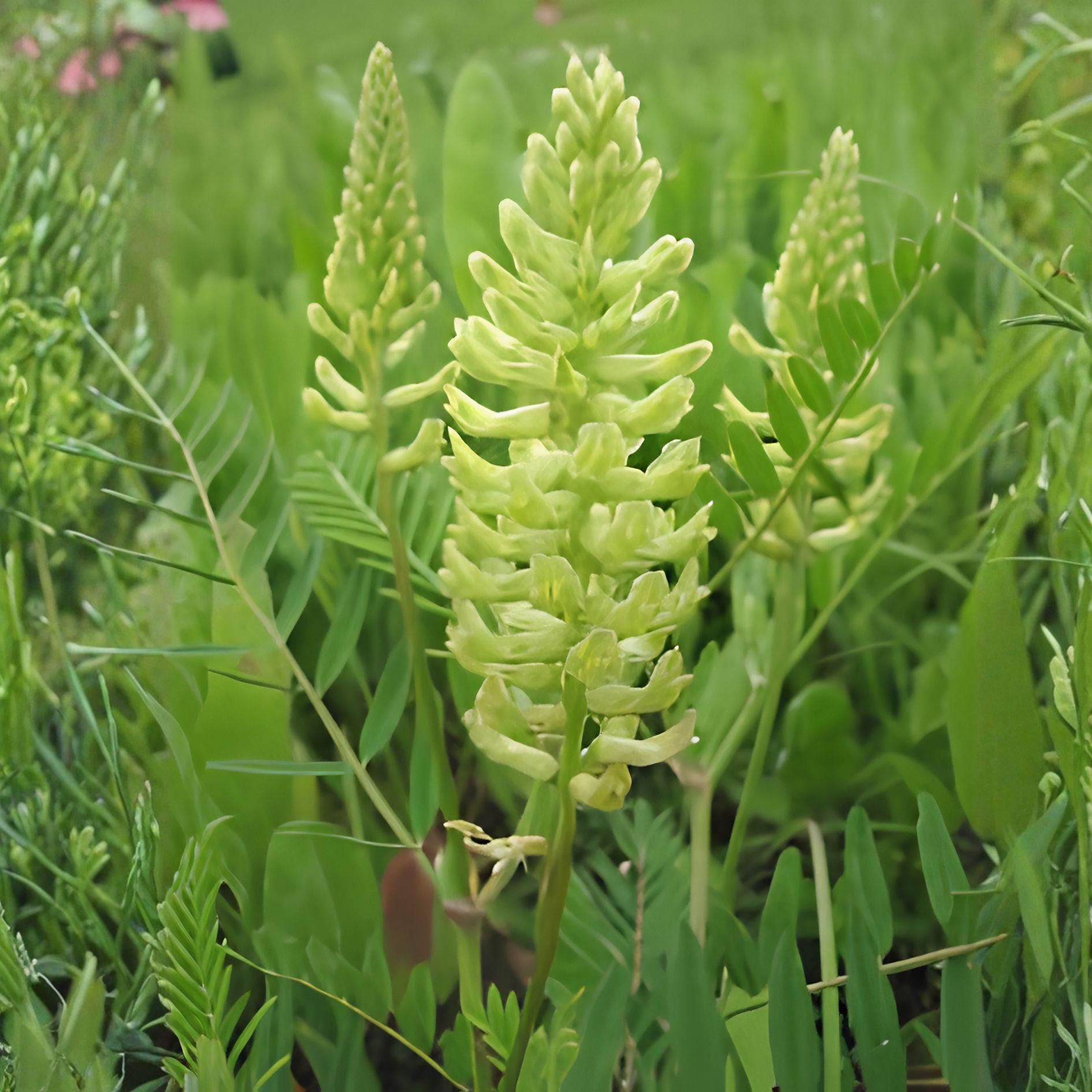 Canadian Milk Vetch Seeds | Native Wildflower | Pollinator-Friendly Perennial | Astragalus canadensis | 50 Seeds