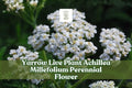 Yarrow Live Plant Achillea Millefolium Perennial Flower for Pollinator Gardens, Cottage & Landscape