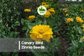 Canary Bird Zinnia Seeds, Bright Yellow Flowers, 100+ Premium Zinnia elegans, Summer to Frost Bloom, Butterfly & Pollinator Attractant