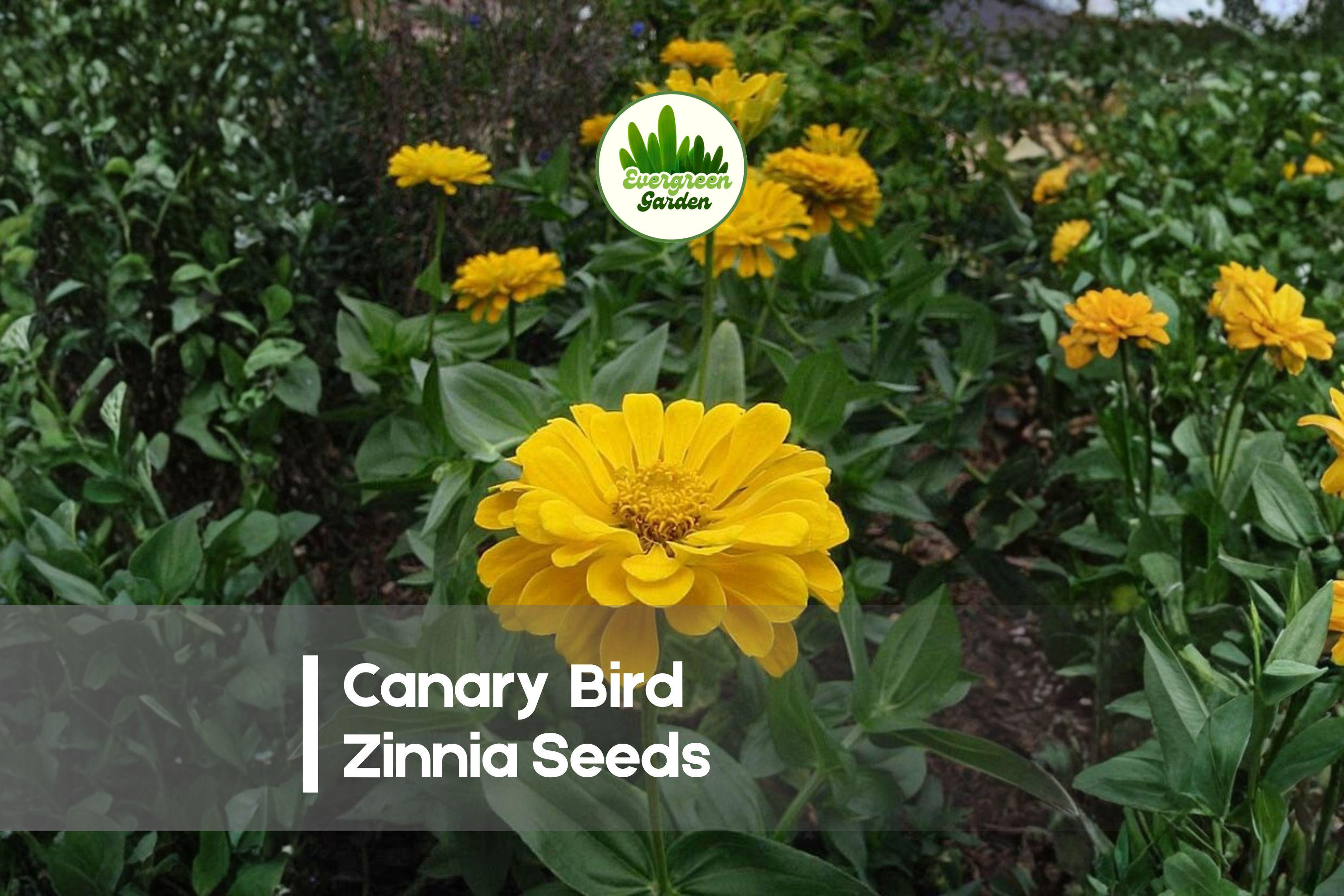 Canary Bird Zinnia Seeds, Bright Yellow Flowers, 100+ Premium Zinnia elegans, Summer to Frost Bloom, Butterfly & Pollinator Attractant