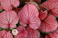 Pink Symphony Caladium Bulbs – Tropical Foliage Plant for Shade Gardens, Containers, Borders, 10 Tubers