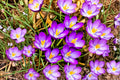 Large Crocus Mix Bulbs – Spring Flowering Bulbs for Garden Beds, Borders & Containers – Crocus spp.