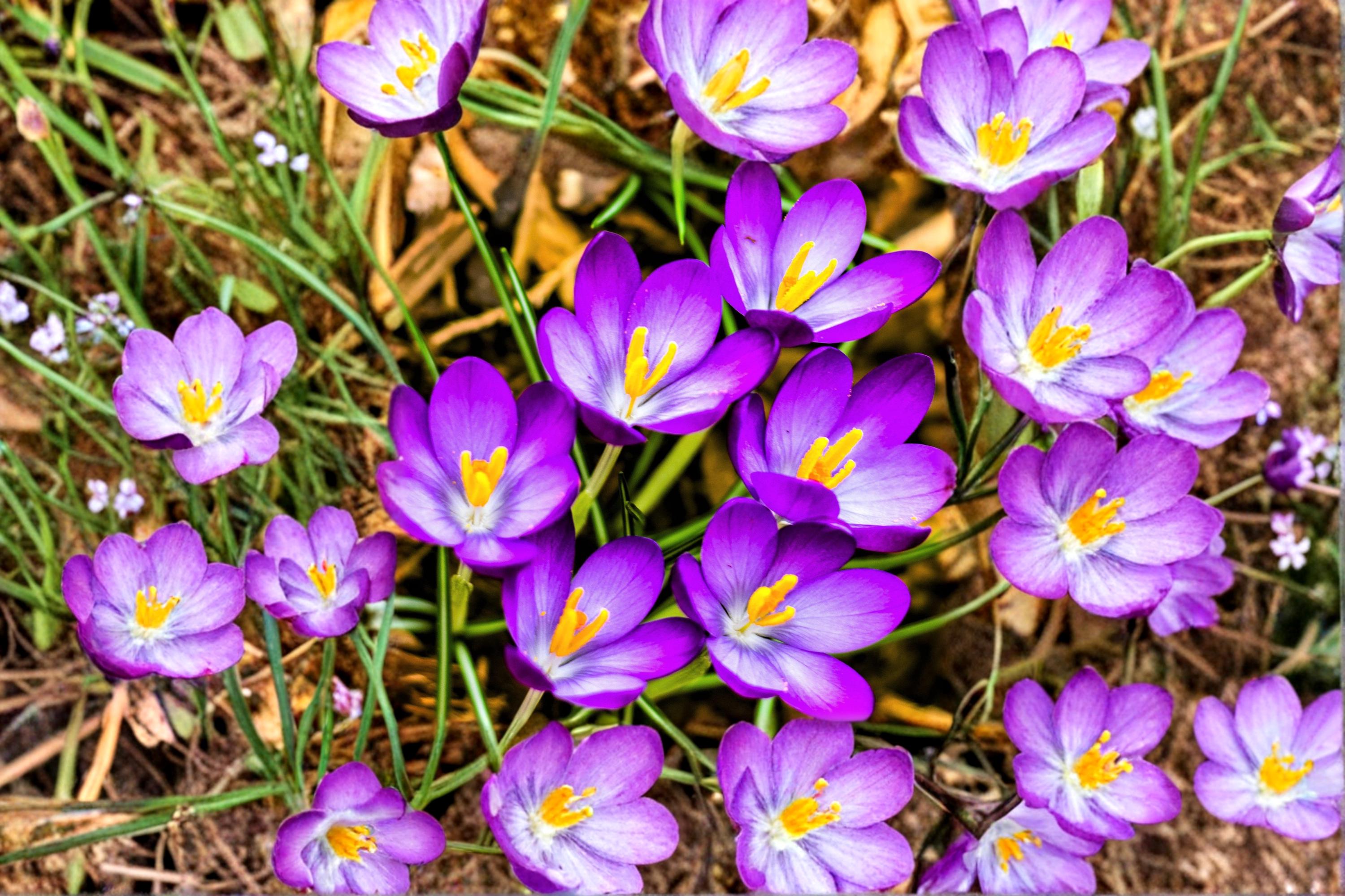 Large Crocus Mix Bulbs – Spring Flowering Bulbs for Garden Beds, Borders & Containers – Crocus spp.