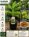 Live Plantain Fruit Tree Starter Plant – Musa × paradisiaca – Edible Tropical Fruit, Fast-Growing, Container Friendly
