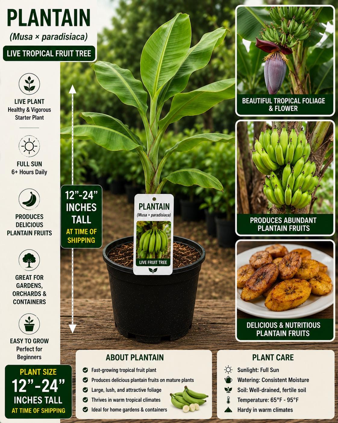 Live Plantain Fruit Tree Starter Plant – Musa × paradisiaca – Edible Tropical Fruit, Fast-Growing, Container Friendly