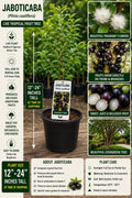 Jaboticaba Live Fruit Tree 12–24 Inches Tall – Plinia cauliflora – Tropical Edible Tree for Garden or Landscape