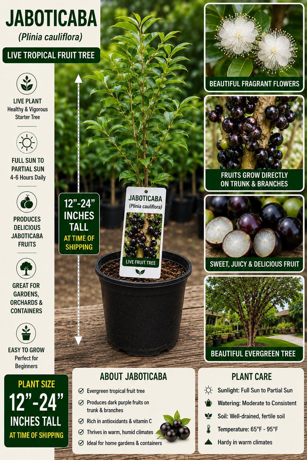 Jaboticaba Live Fruit Tree 12–24 Inches Tall – Plinia cauliflora – Tropical Edible Tree for Garden or Landscape