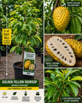 Golden Yellow Soursop Live Fruit Tree – Annona muricata – Tropical Edible Landscape Plant, 3-4 Feet Tall