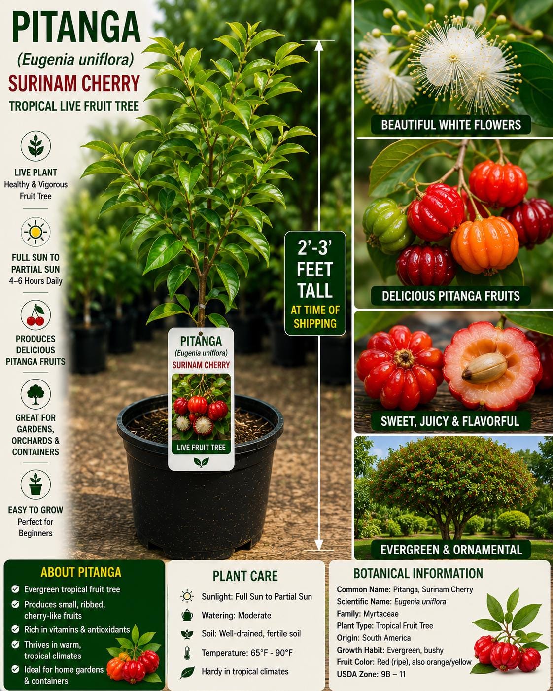 Pitanga Live Fruit Tree 2–3 Feet Tall, Eugenia uniflora, Surinam Cherry, Tropical Edible Landscape Plant
