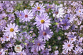 Swamp Aster Seeds, Symphyotrichum puniceum, Native Wildflower, Pollinator-Friendly, Lavender to Purple Blooms, Wetland Plant, 100 Seeds