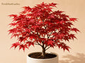 Red Maple Seedlings – Acer rubrum, Deciduous Shade Tree, 2 Live Young Trees for Landscaping and Yard Planting