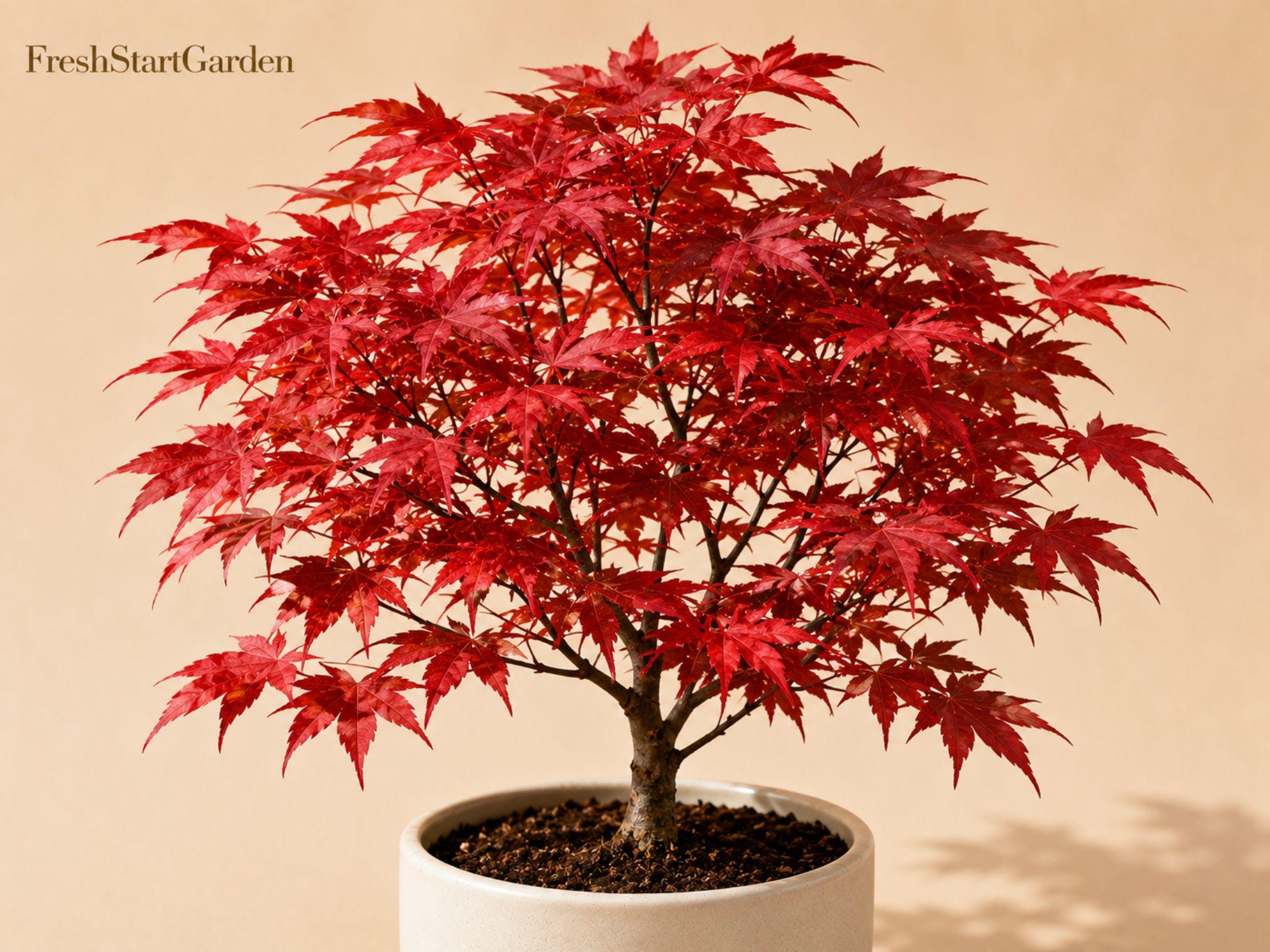 Red Maple Seedlings – Acer rubrum, Deciduous Shade Tree, 2 Live Young Trees for Landscaping and Yard Planting