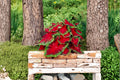 Florida Cardinal Caladium Bulbs – Vibrant Red Foliage, Shade Garden, Container Plant, Caladium bicolor, 6 Bulbs