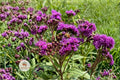 Tall Ironweed Seeds - Vernonia gigantea Native Wildflower for Pollinator Gardens, Prairie, Meadow, 100 Seeds