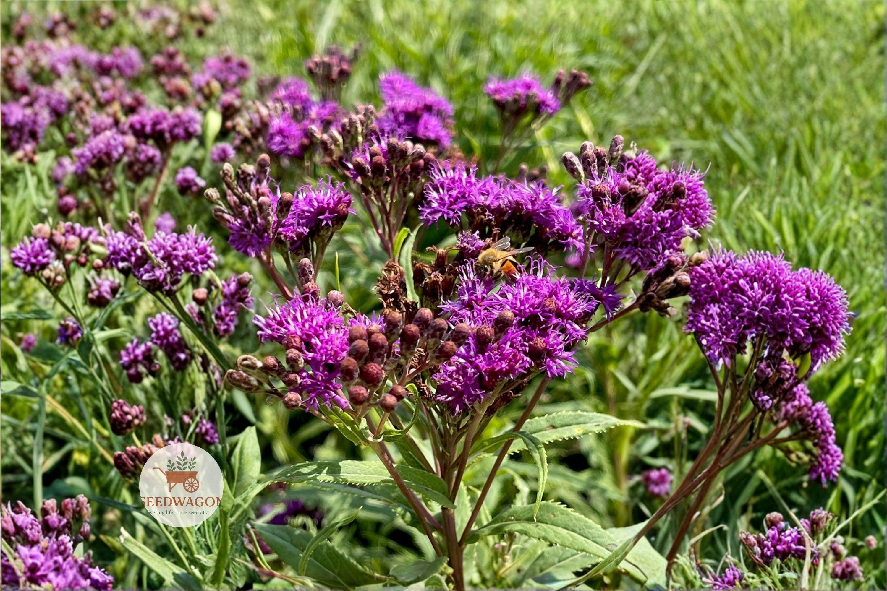 Tall Ironweed Seeds - Vernonia gigantea Native Wildflower for Pollinator Gardens, Prairie, Meadow, 100 Seeds