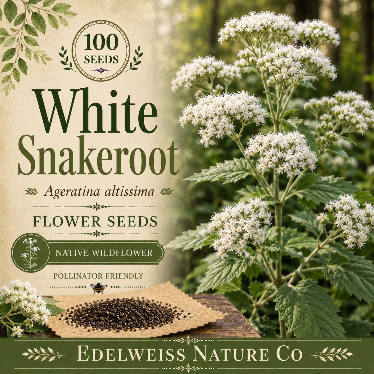 White Snakeroot Seeds – Ageratina altissima Native Shade Wildflower for Woodland Gardens & Pollinator Habitats
