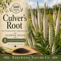 Culver's Root Seeds - White Veronicastrum Virginicum Native Wildflower, Perennial, 500 Seeds