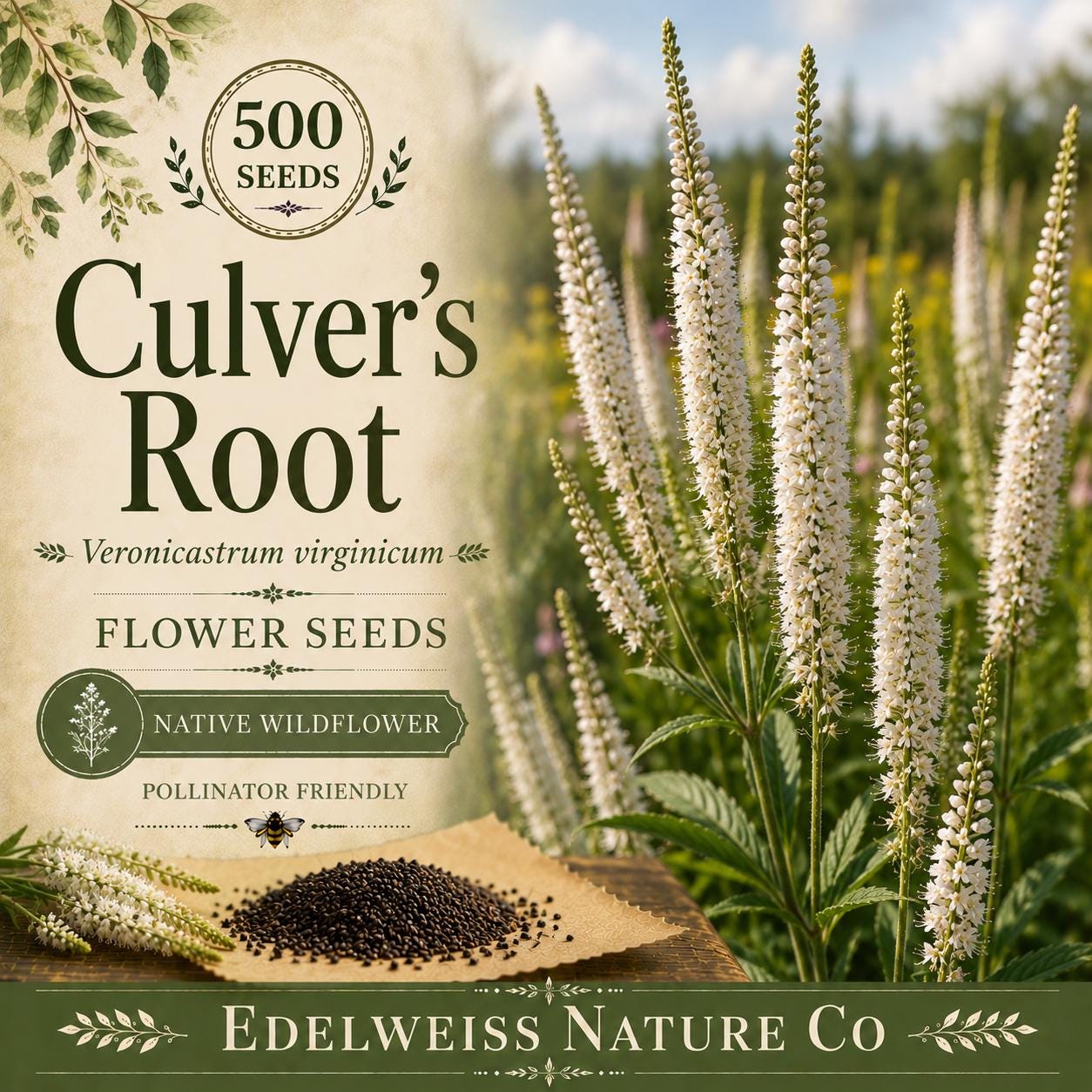 Culver's Root Seeds - White Veronicastrum Virginicum Native Wildflower, Perennial, 500 Seeds