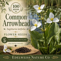 100 Common Arrowhead Seeds – Native Aquatic Wetland Plant Sagittaria latifolia for Water Gardens & Restoration