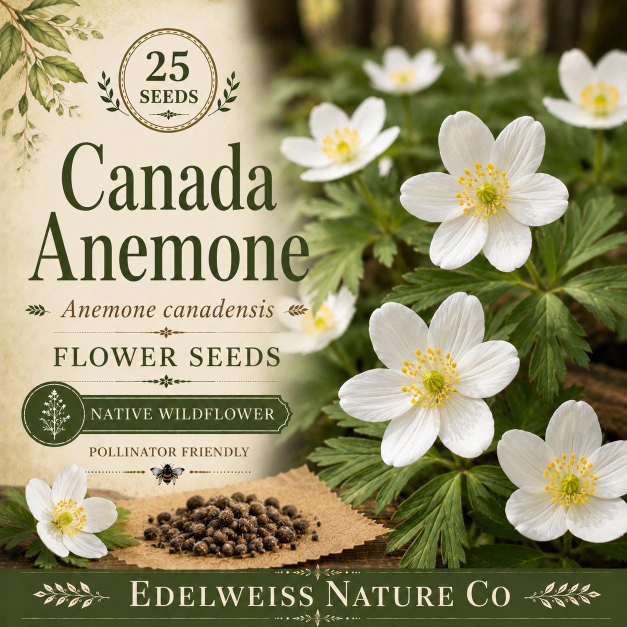 Canada Anemone Seeds - 25 Native Wildflower Seeds for Pollinator Gardens, Erosion Control, Meadow & Natural Landscapes, Anemone canadensis