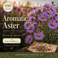 Aromatic Aster Seeds – Native Purple Wildflower, Pollinator Plant, Symphyotrichum oblongifolium, 100 Seeds