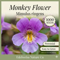 1000 Monkey Flower Seeds – Native Wetland Wildflower, Pollinator Garden, Mimulus ringens, Lavender-Blue Blooms, Moist Soil, Perennial