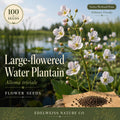 Alisma Triviale Seeds – Large-Flowered Water Plantain Native Aquatic Perennial for Wetlands, Pond Margins, Rain Gardens (100 Seeds)