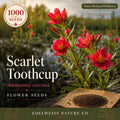 1000 Scarlet Toothcup Seeds – Native Wetland Wildflower Ammannia coccinea for Pond, Shoreline, Rain Garden, Wetland Restoration