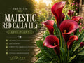 Majestic Red Calla Lily Rhizomes – Zantedeschia Flower Bulbs for Garden, Container, Landscape, Deep Red Blooms