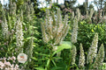 Culver’s Root Seeds, Native Wildflower, Veronicastrum virginicum, Pollinator-Friendly Perennial, White Flower, 500 Seeds
