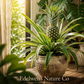 Florida Special Pineapple Starter Plant – Tropical Edible Fruit, Ornamental Pineapple, Ananas comosus, Live Plant