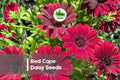 Red Cape Daisy Seeds – Bright Scarlet-Red Osteospermum spp. for Gardens, Borders, Pots, Pollinator Attracting, Spring to Fall Bloom