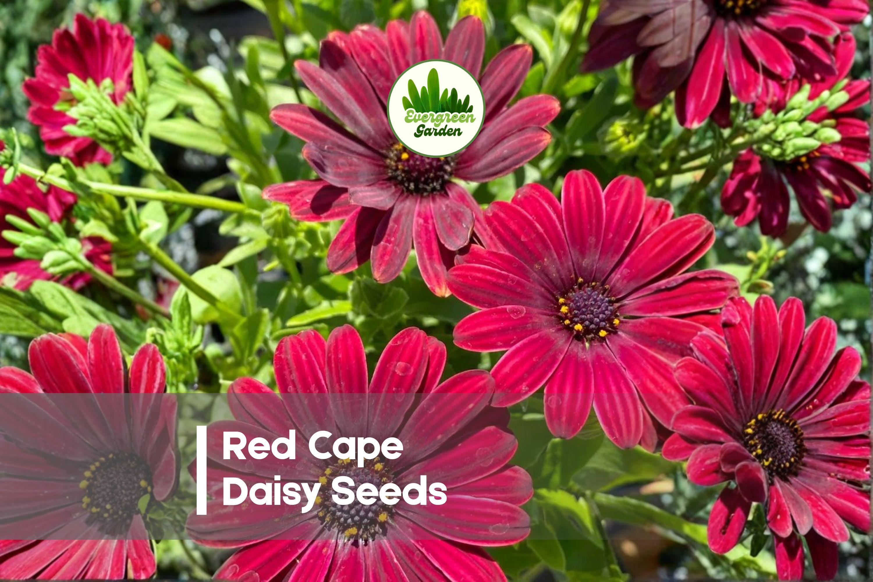 Red Cape Daisy Seeds – Bright Scarlet-Red Osteospermum spp. for Gardens, Borders, Pots, Pollinator Attracting, Spring to Fall Bloom