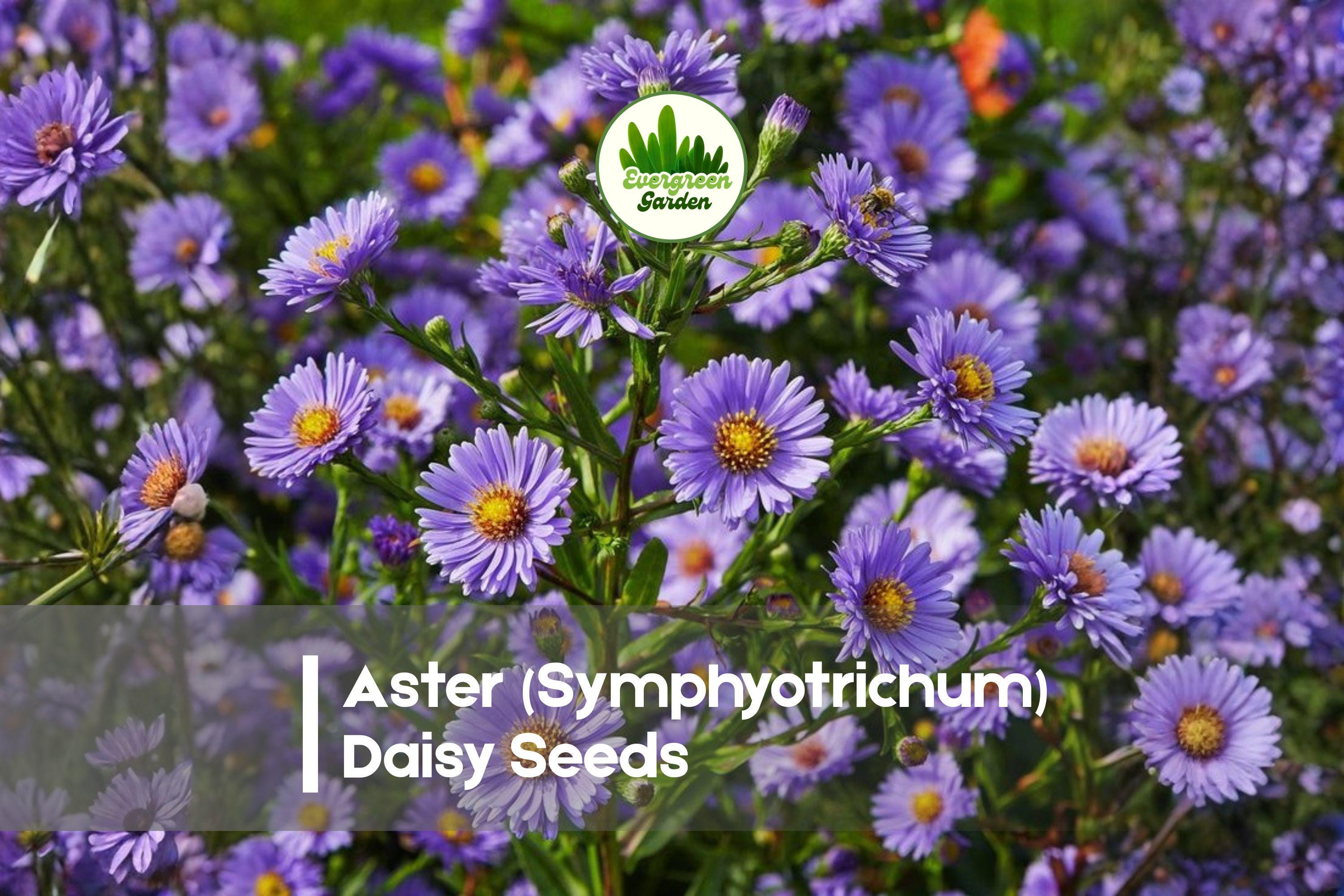 200 Aster Daisy Seeds, Symphyotrichum spp., Pollinator-Friendly, Late-Season Color, Perennial Flower Seeds