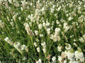 White Prairie Clover Seeds – Dalea candida Wildflower Seeds for Pollinator Gardens, Borders & Meadow Plantings
