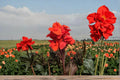 Tropical Goth Canna Lily Bulbs – Canna × generalis – Ornamental Flowering Perennial for Gardens & Containers