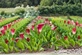 Majestic Red Calla Lily Bulbs – Zantedeschia spp. – Red Trumpet Flowers for Garden Beds & Containers
