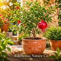 Parfianka Pomegranate Starter Plants 5 Pack | Edible Fruit Tree | Punica granatum | Ornamental & Fruit-Producing Shrubs