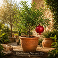 Pomegranate Starter Plants | Live Edible Fruit Tree | Wonderful Punica granatum | Backyard Garden, Patio Container