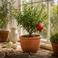 Salavatski Pomegranate Starter Plants | Edible Fruit Tree | Punica granatum | Cold Hardy Shrub for Garden & Container