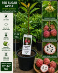 Red Sugar Apple Live Fruit Tree – Annona squamosa – Tropical Edible Tree, 12–24 Inches Tall