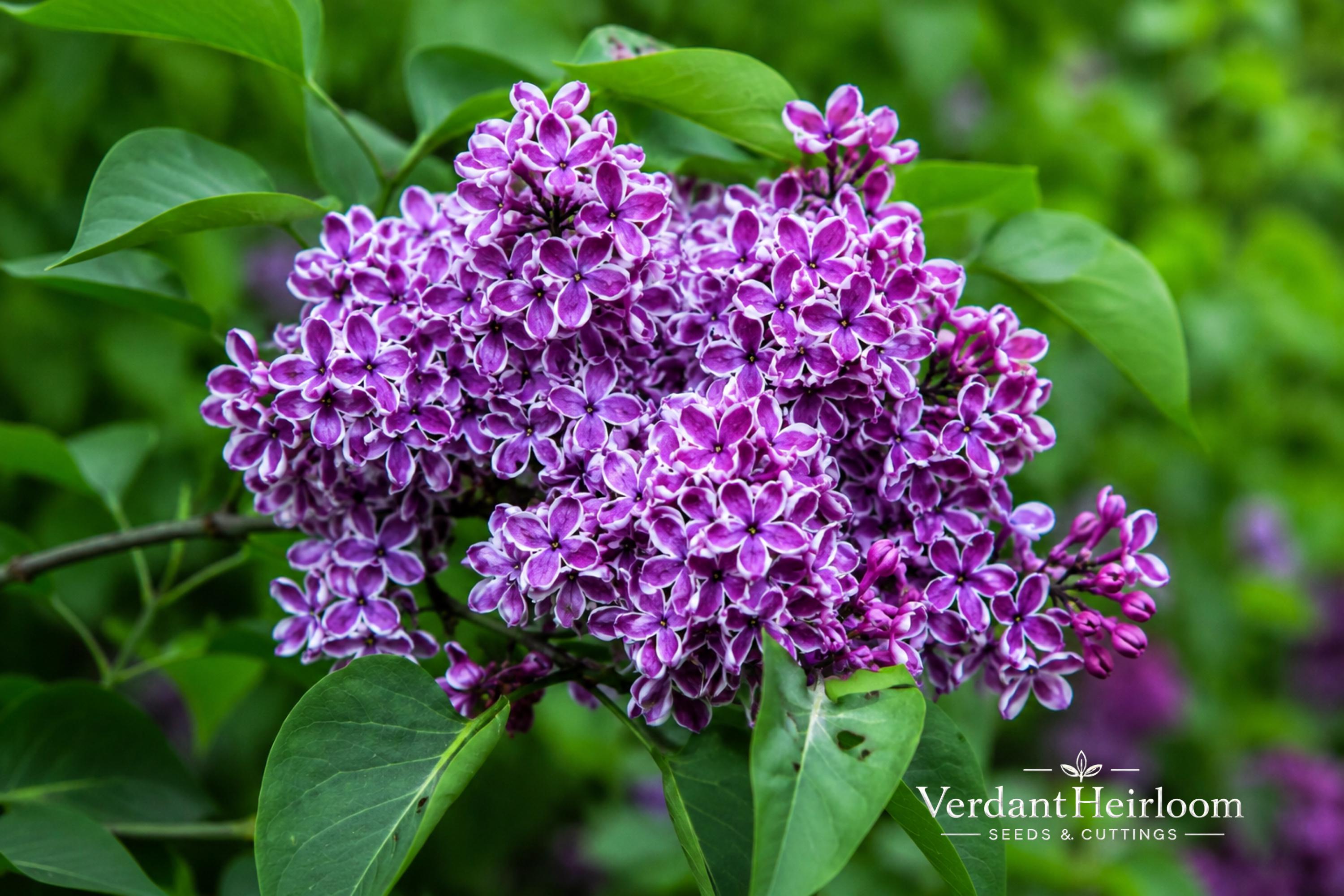 Sensation Lilac Bare Root Plant Syringa vulgaris Fragrant Bicolor Flowers Shrub for Garden Landscaping