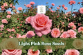 Light Pink Rose Seeds, Heirloom Rosa spp., Non-GMO, Perennial Flower Seeds for Garden, Cottage & Cut Flowers