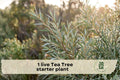 Live Tea Tree Starter Plant in 3-Inch Pot, Melaleuca alternifolia, Aromatic Evergreen Foliage, White Bottlebrush Flowers