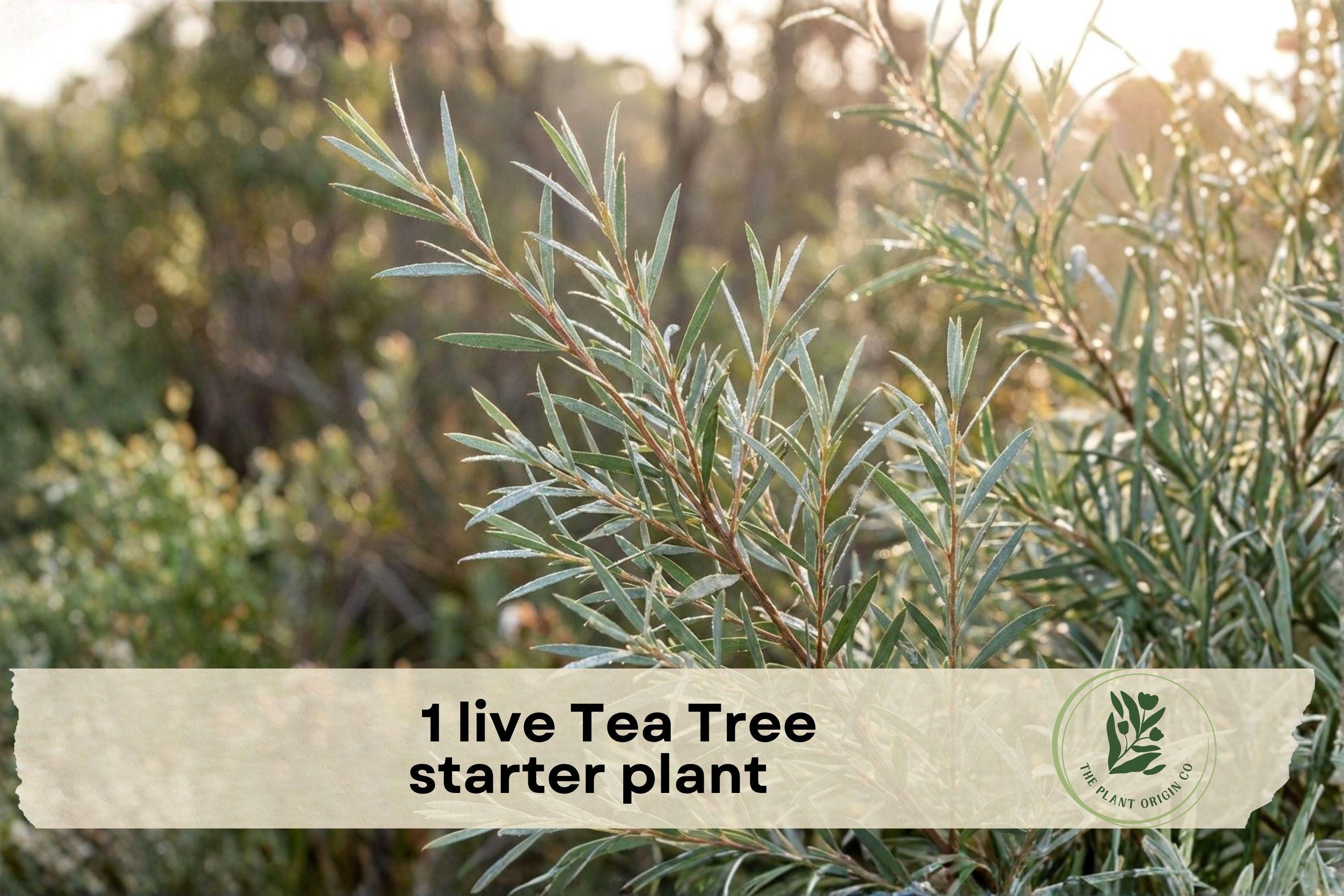Live Tea Tree Starter Plant in 3-Inch Pot, Melaleuca alternifolia, Aromatic Evergreen Foliage, White Bottlebrush Flowers