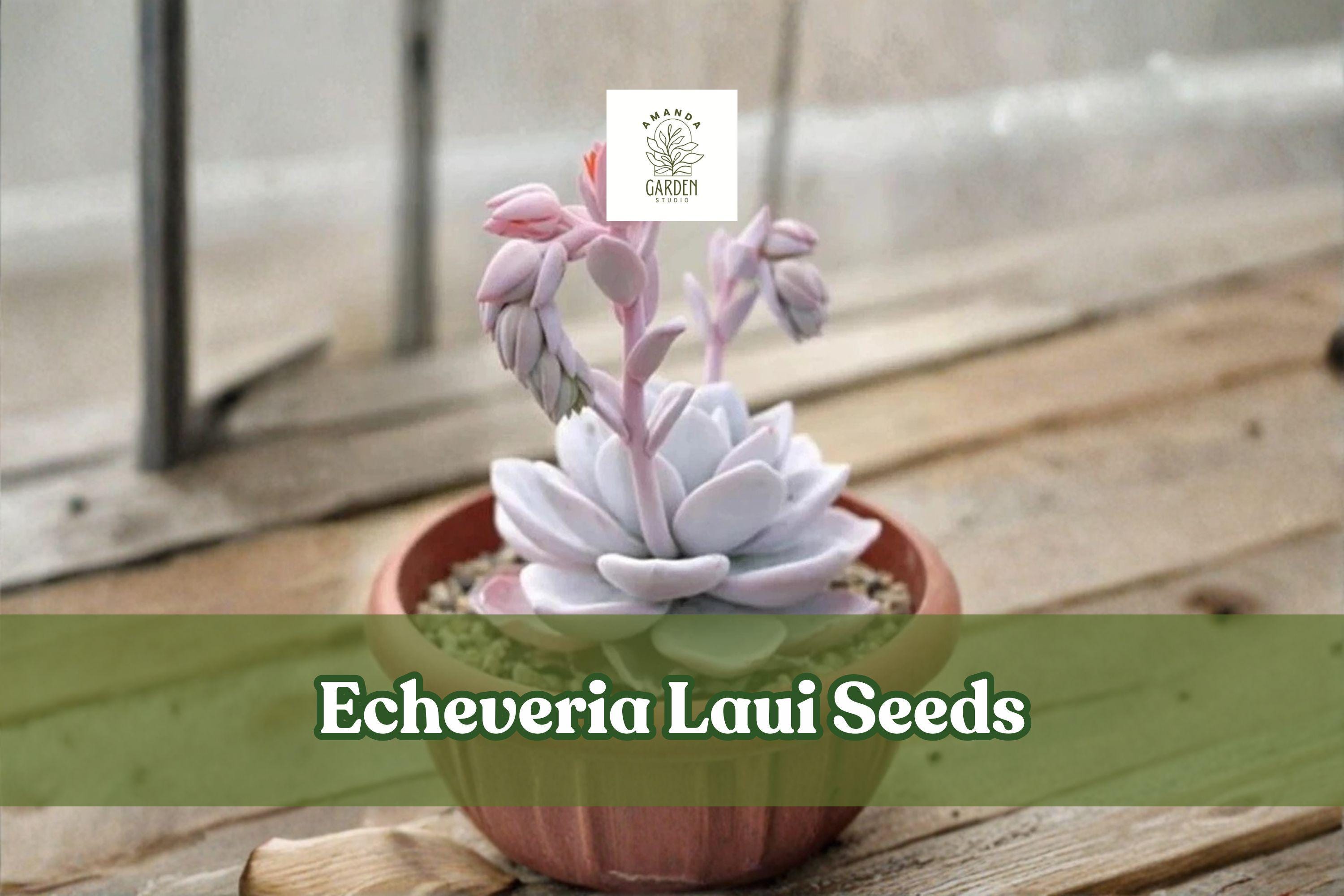 100 Echeveria Laui Seeds - Pink Rosette Succulent, Ornamental Non-GMO Indoor Outdoor Plant, Drought Tolerant, Rare Succulent Seeds
