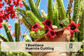 Bootlace Huernia Cutting | Rare Succulent, Trailing, Deep Maroon Flowers | Huernia pendula Plant for Hanging Planters